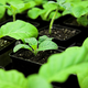 Illustration for article titled How the Experimental Ebola Serum Is Being Grown Inside Tobacco Plants